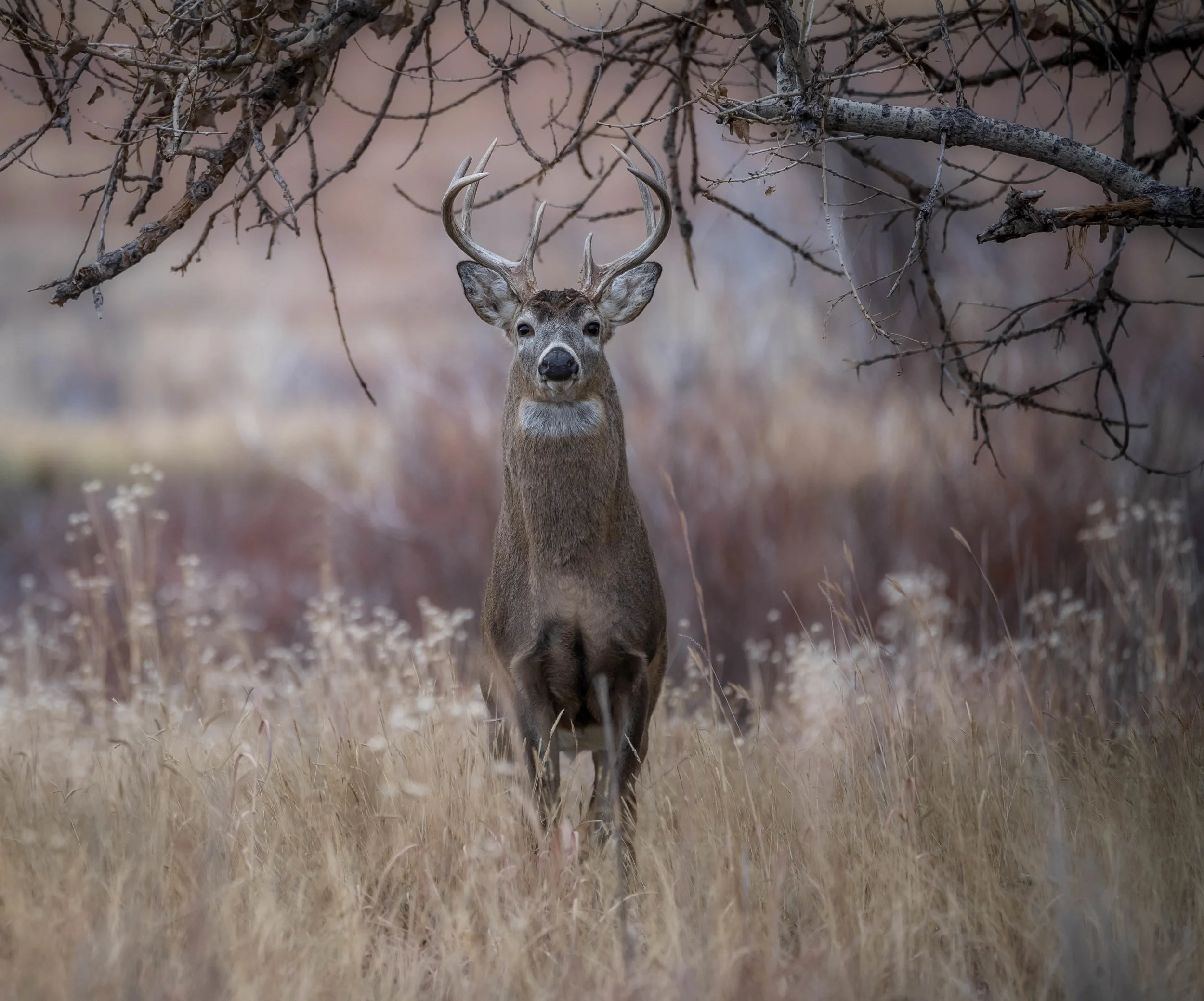 DSC_5786-Edit.jpg