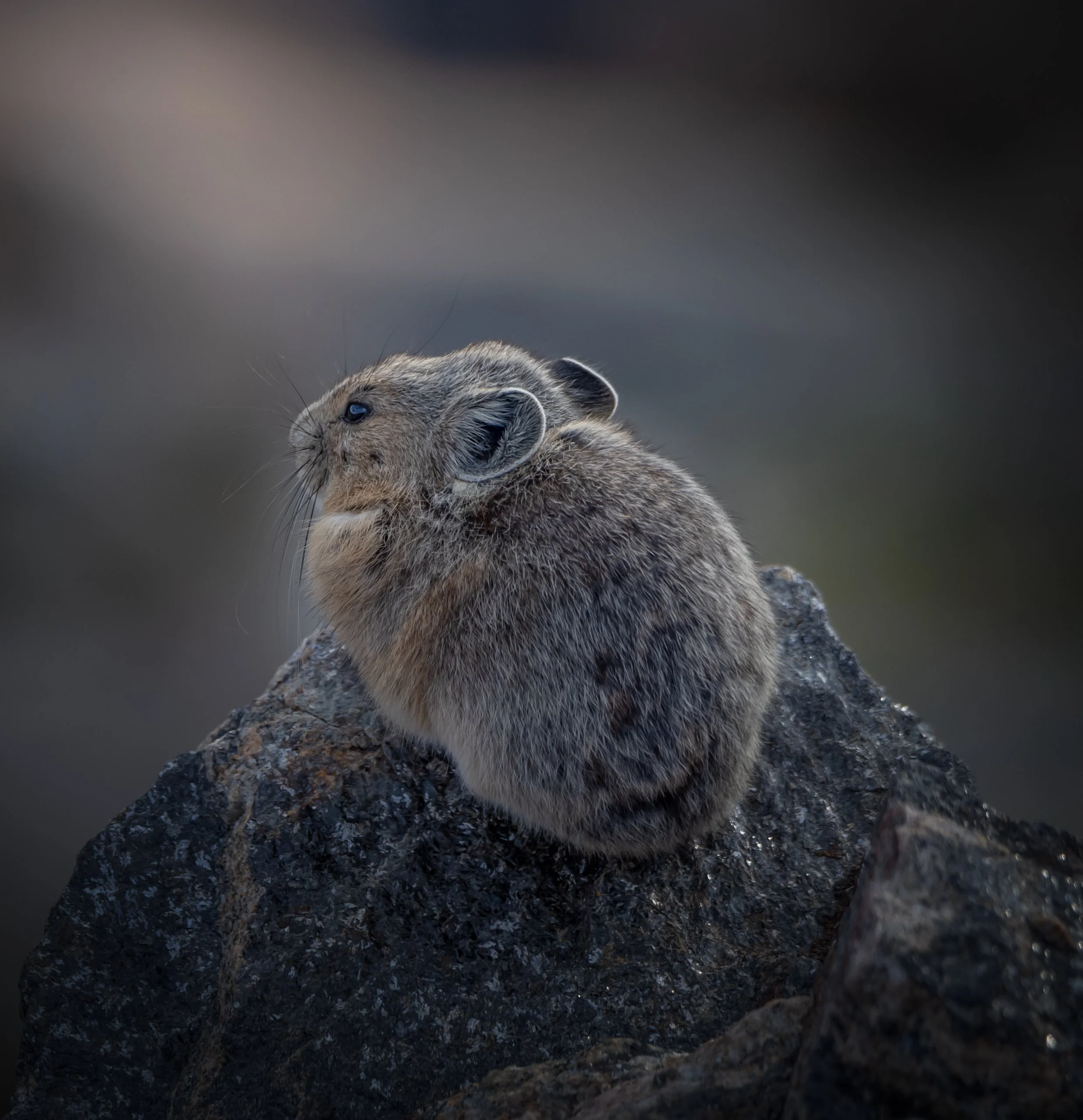 DSC_1467-Edit.jpg