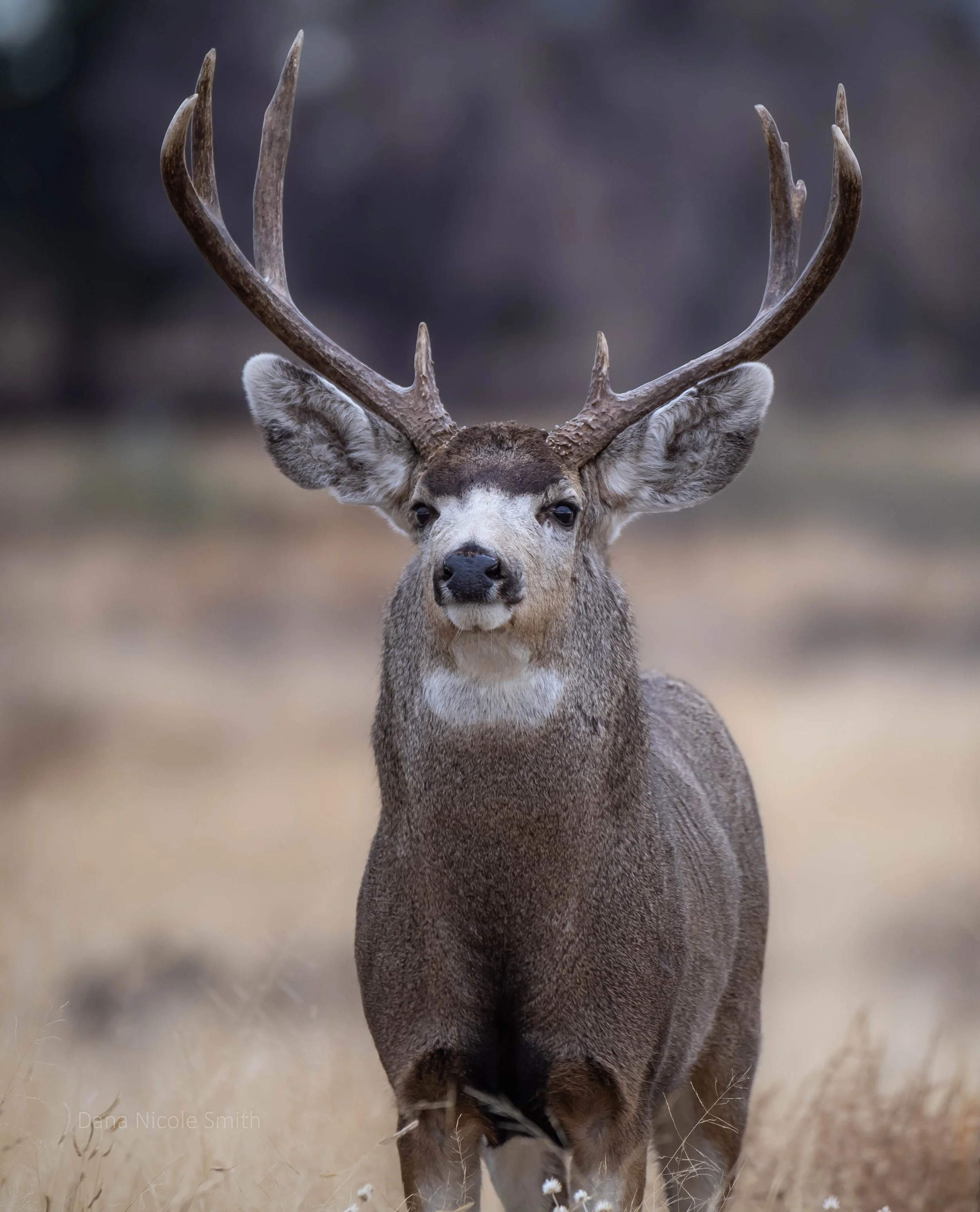 DSC_6496-Edit-Edit.jpg