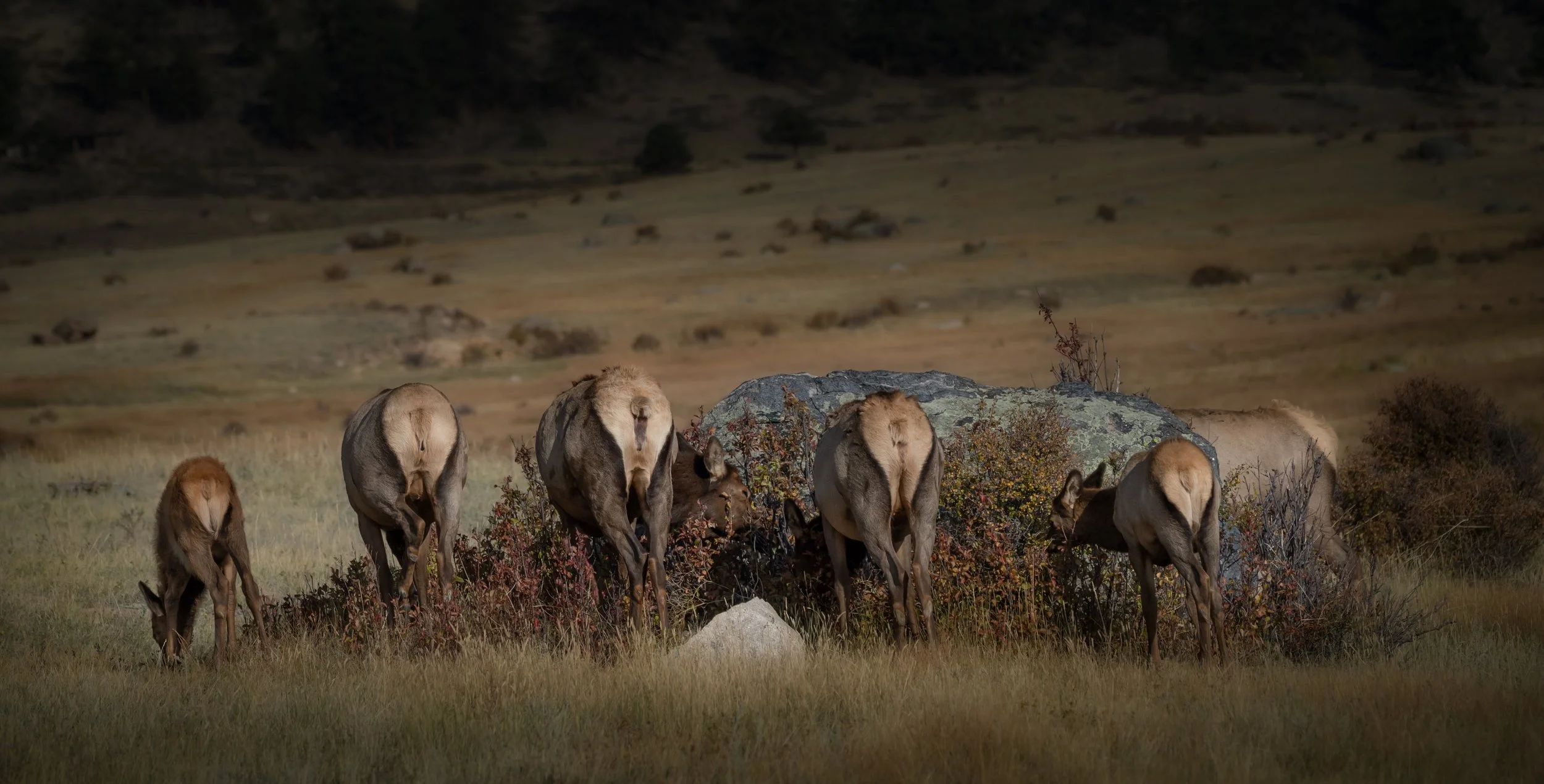 DSC_0136-Edit.jpg