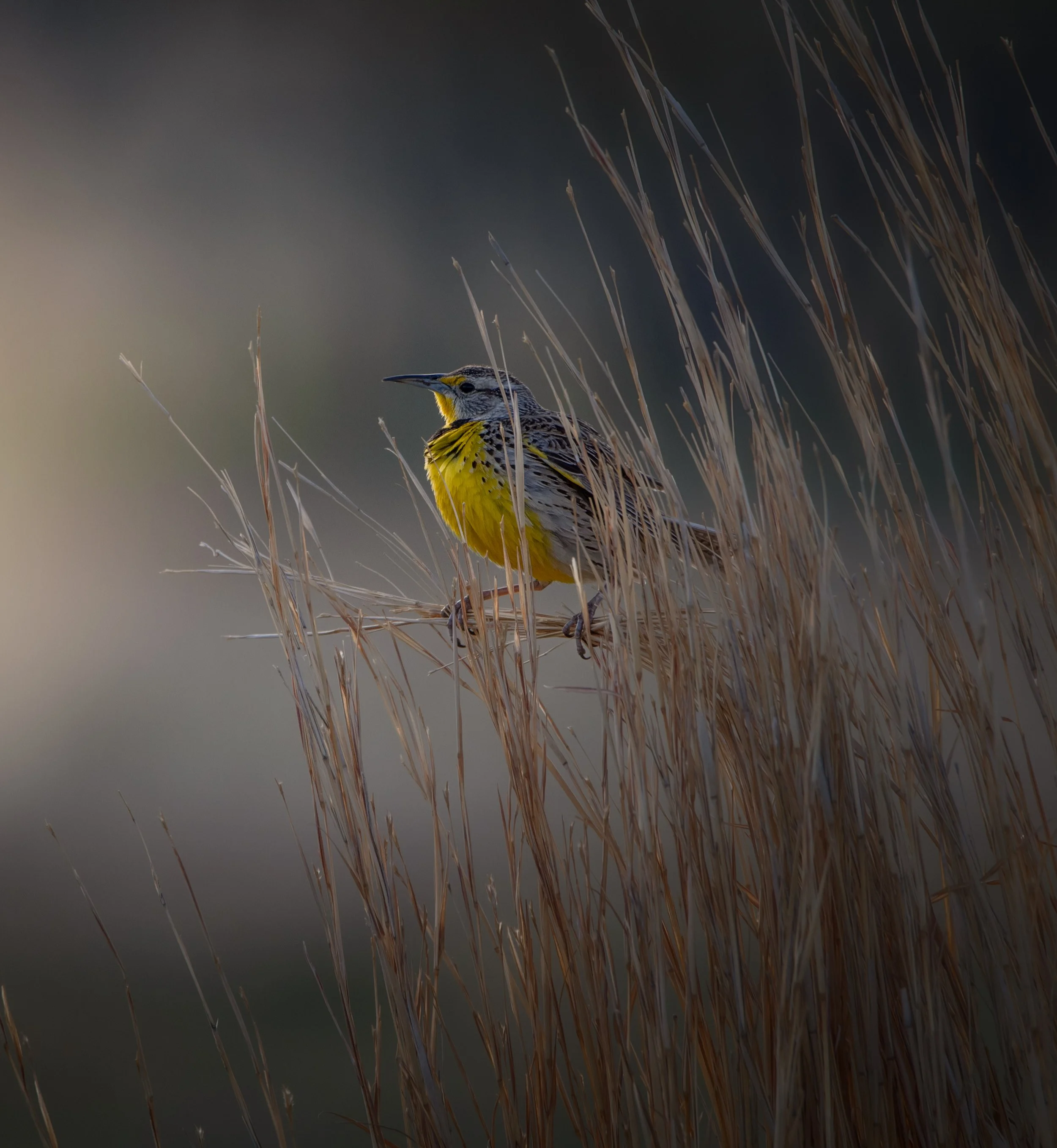 DSC_7134-Edit - Copy.jpg