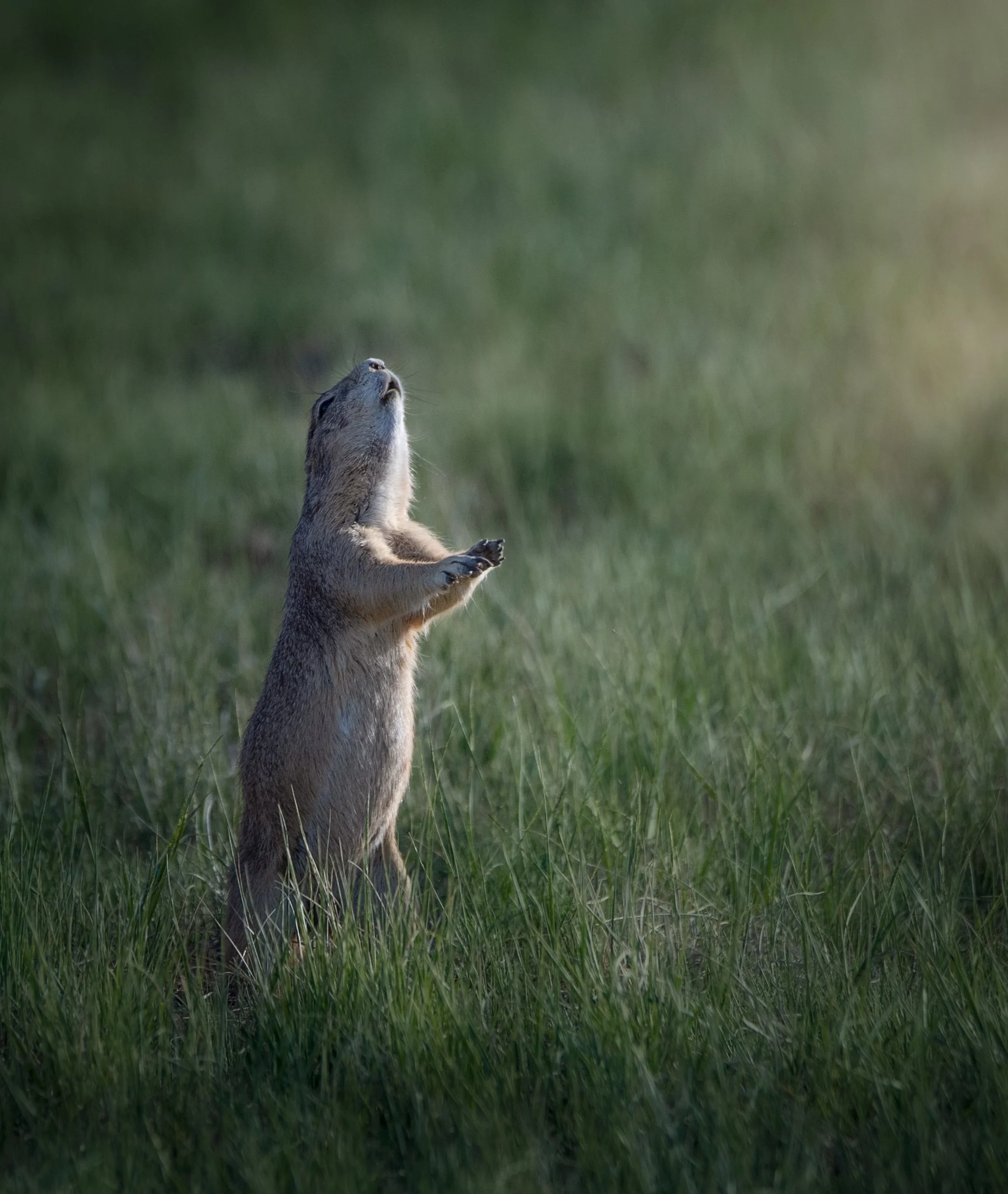 DSC_7051-Edit.jpg