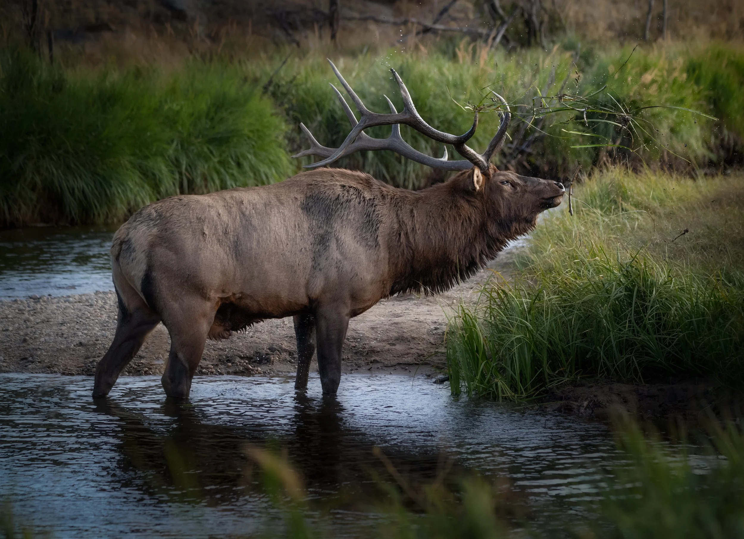 DSC_8555-Edit.jpg