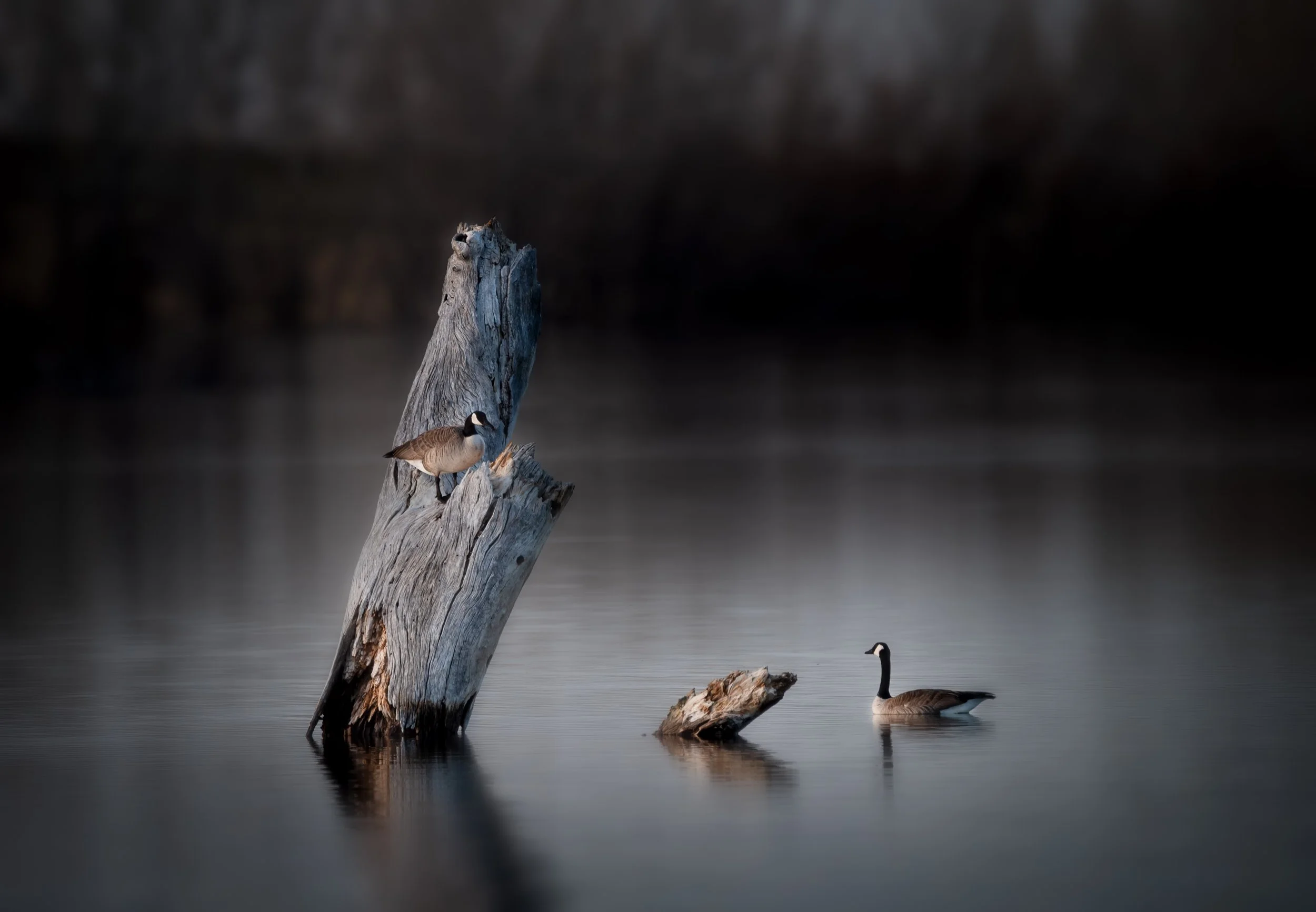 DSC_6532-Edit-2.jpg