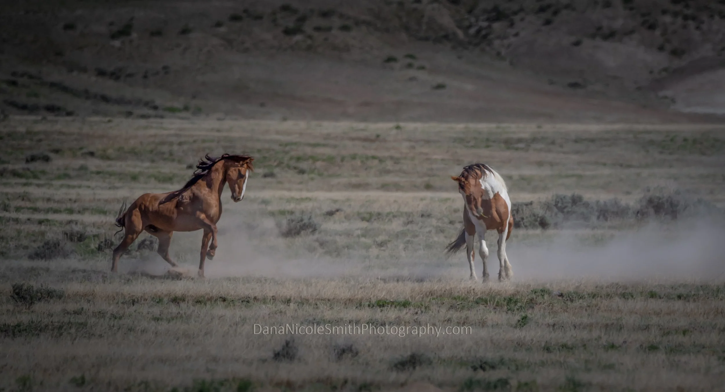 DSC_8878-Edit-2.jpg