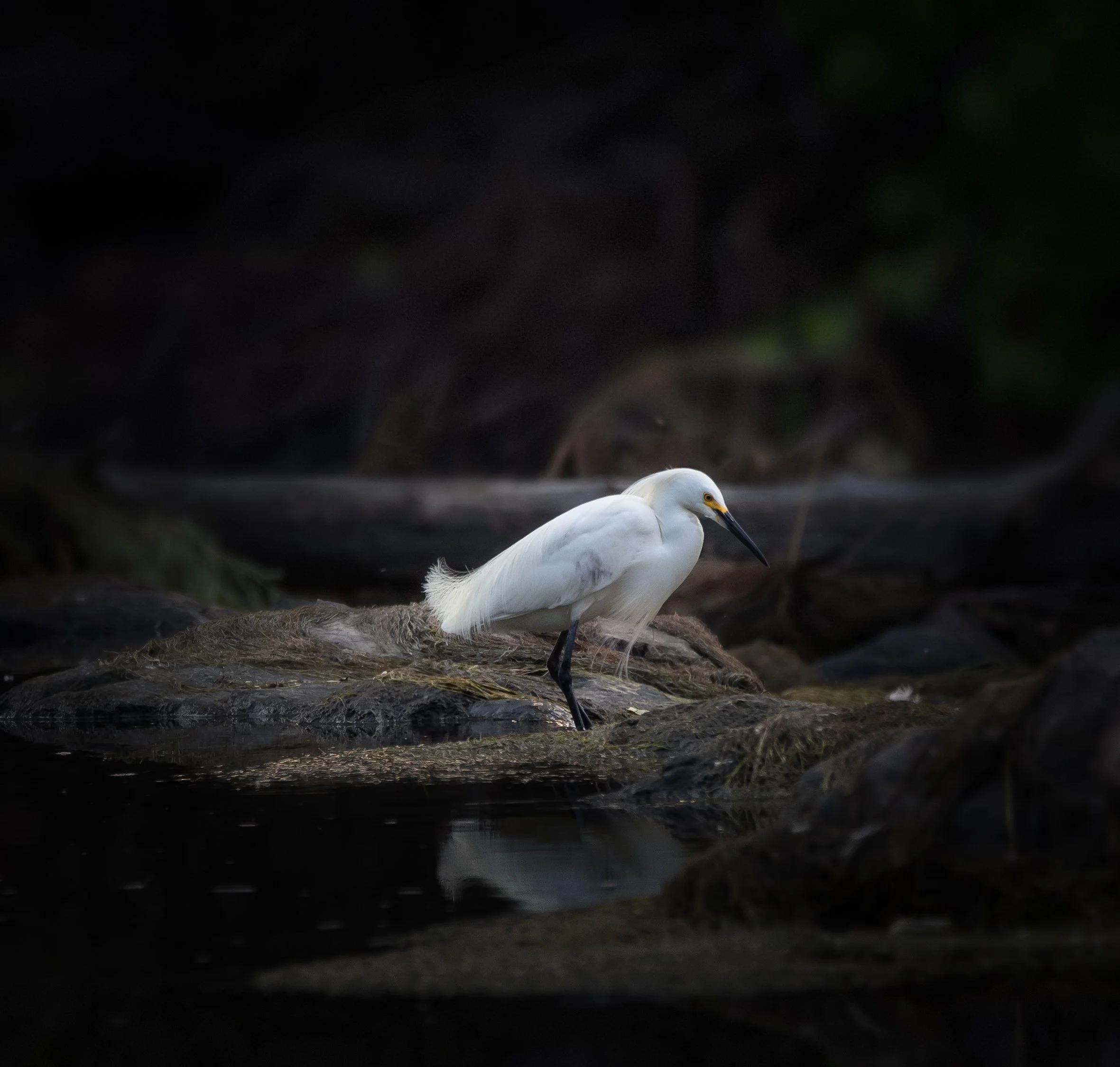 DSC_9237-Edit.jpg