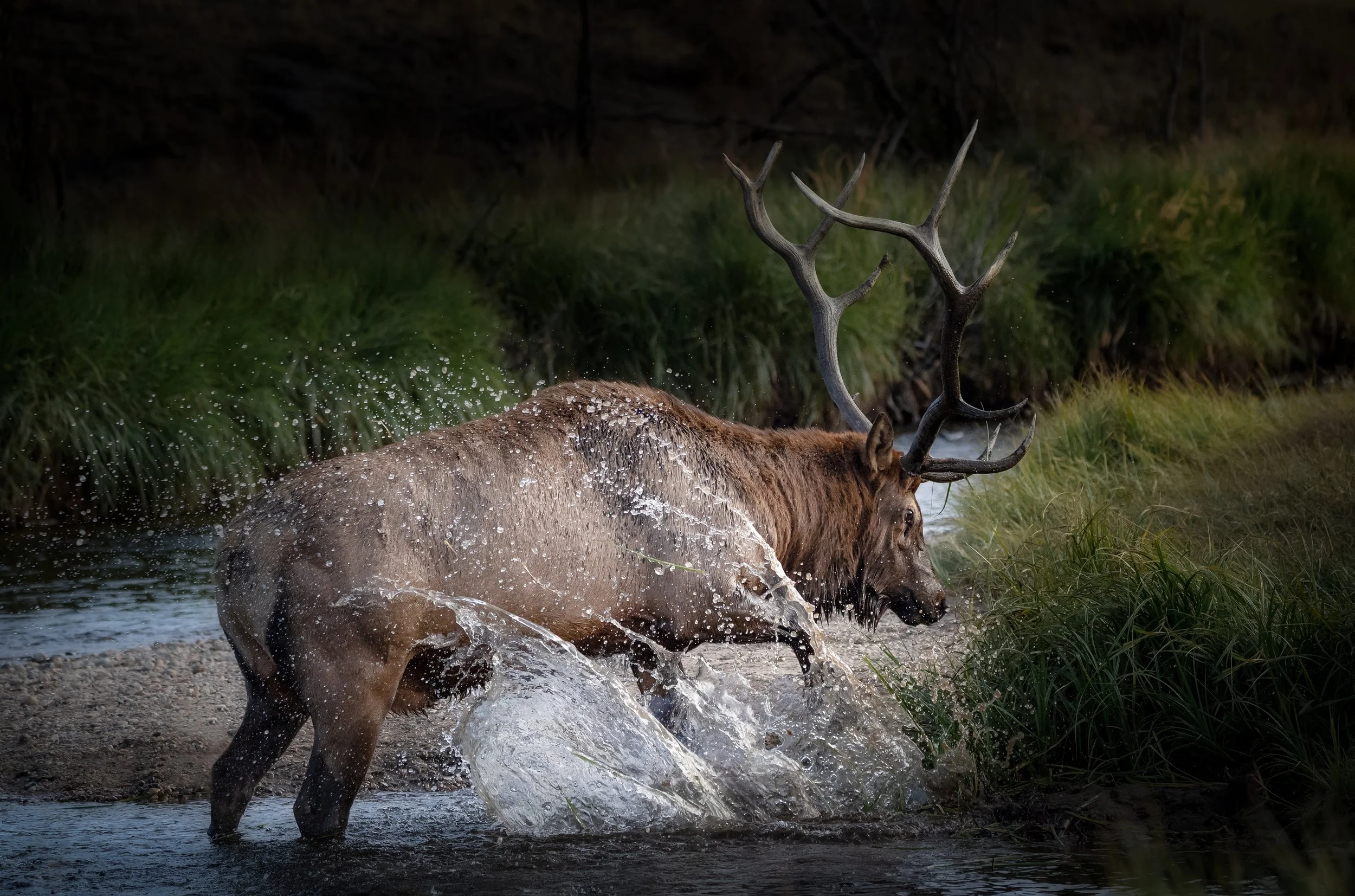 DSC_8675-Edit.jpg