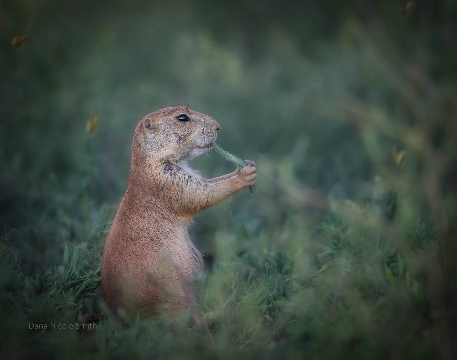 DSC_0204-Edit-5-Edit.jpg