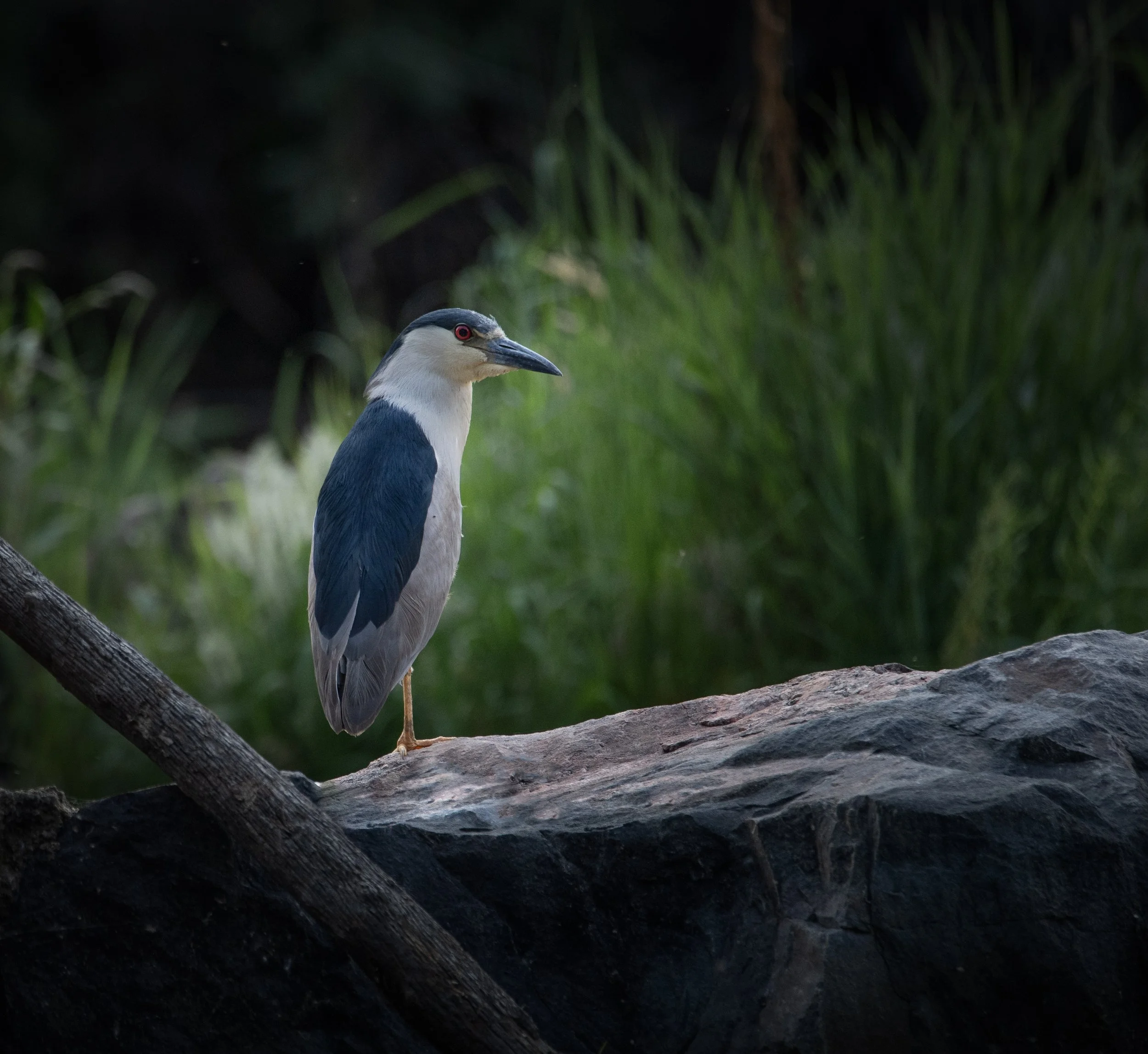 DSC_9202-Edit.jpg