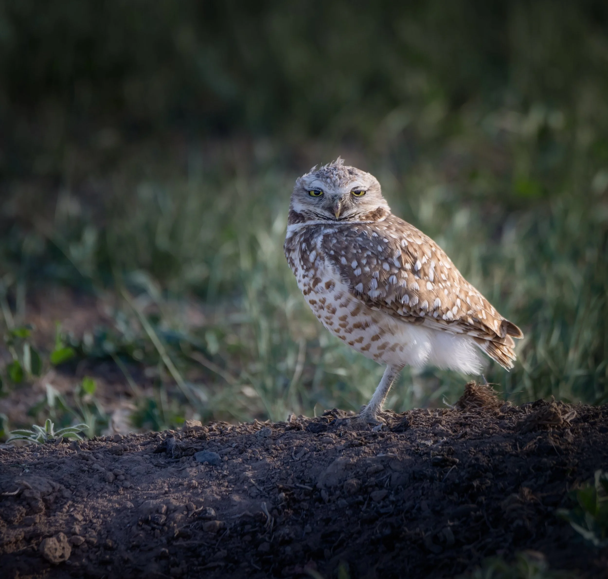 DSC_7090-Edit.jpg