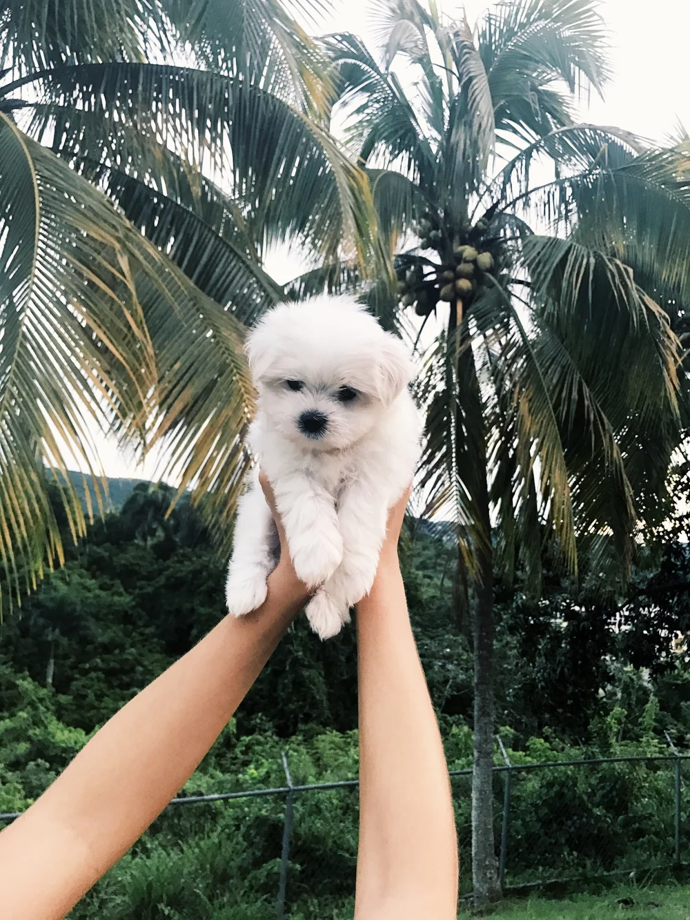 Puerto Rico Blog (12).jpeg