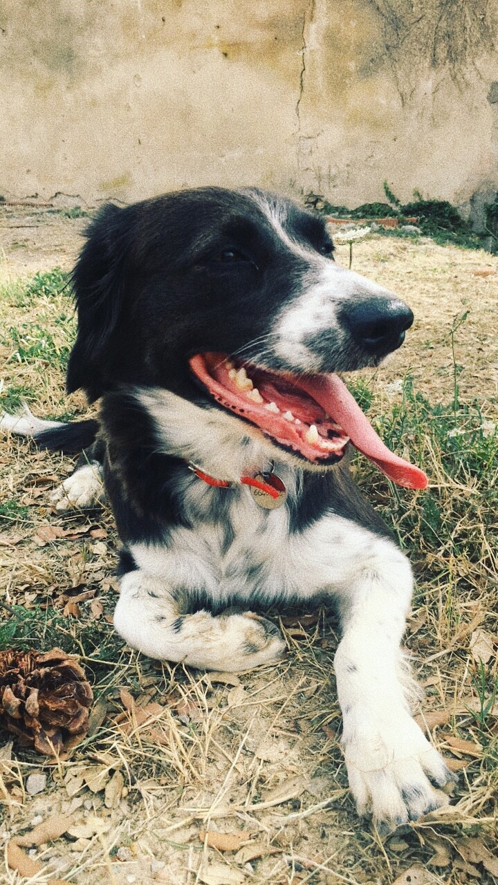  The Tuscany farm pup, Molly! 