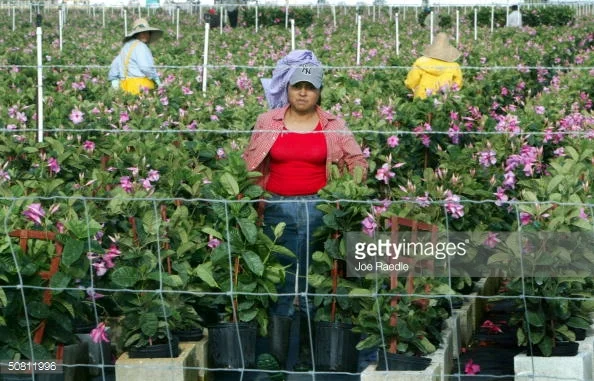 South Georgia           Immigration Series