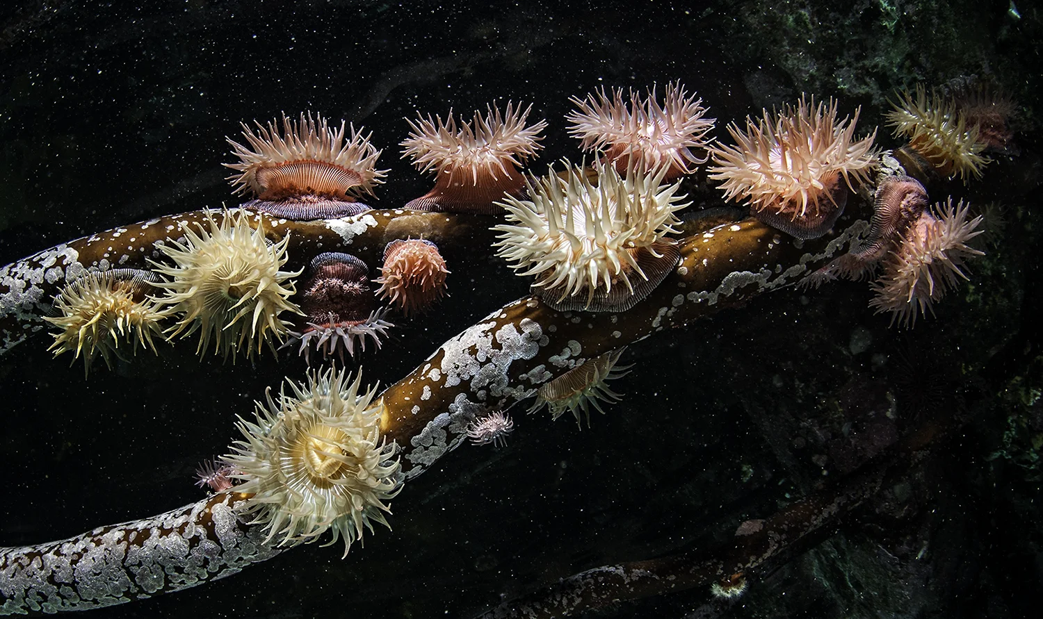 anemone _DSC8960 Brooding Anemones.jpg