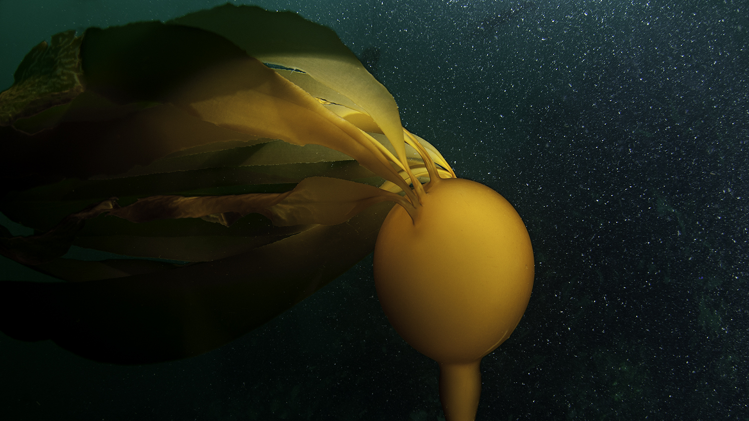 kelp _DSC4774 bull kelp.jpg