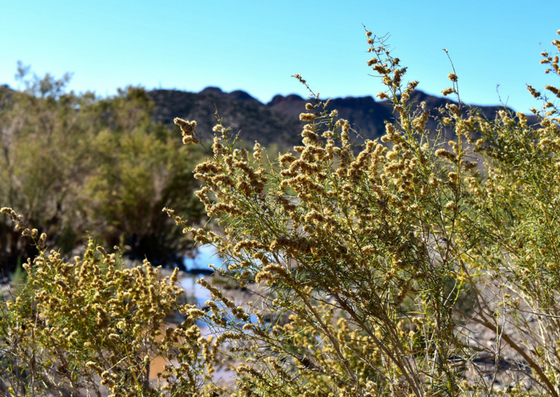 light bush.png