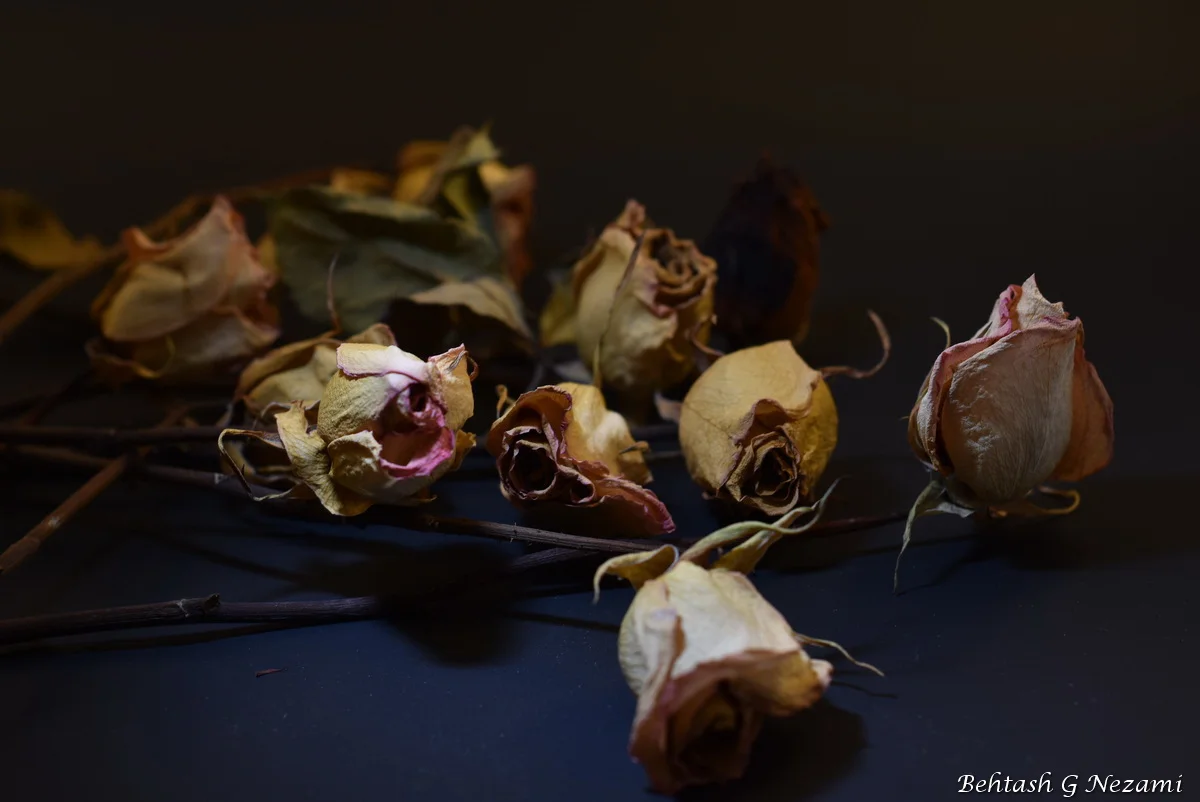 DSC_0257_resize-W.JPG