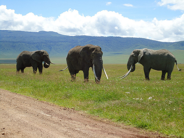 Elehathi Elephant.jpg