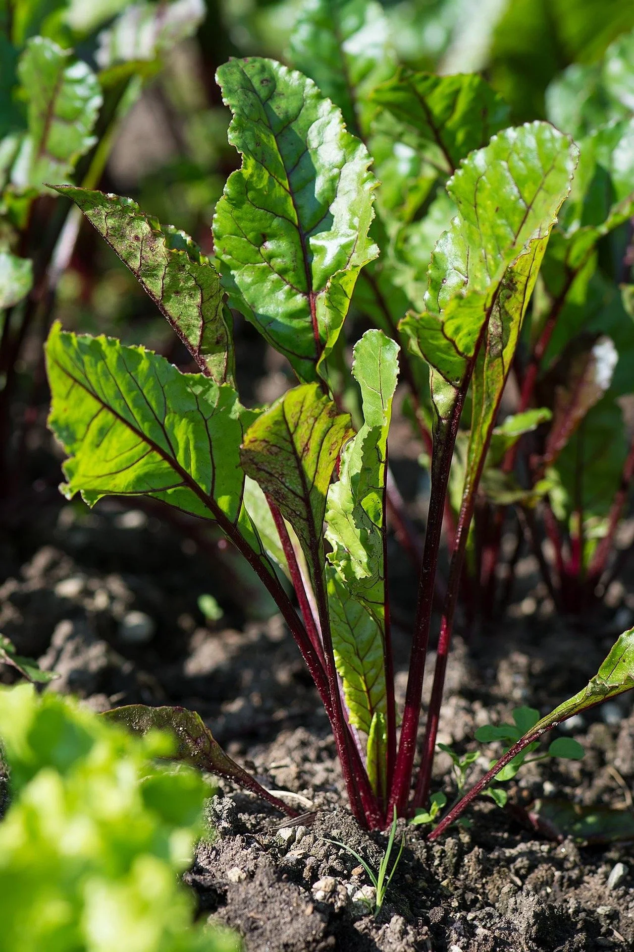 Beet plant