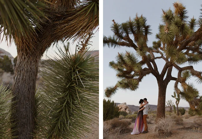 amandavanvels_joshuatree_25