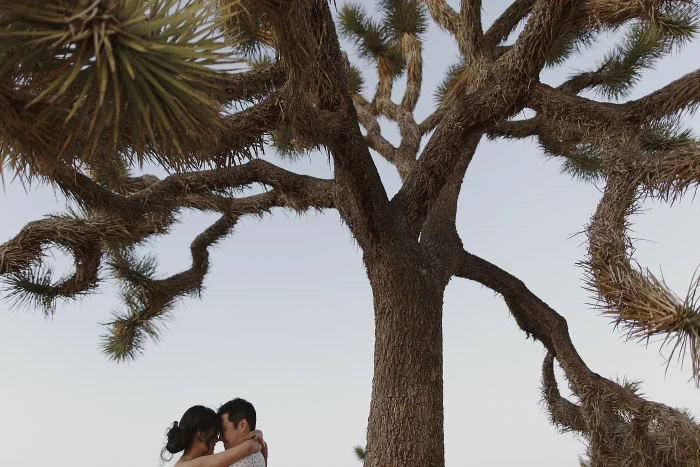 amandavanvels_joshuatree_26