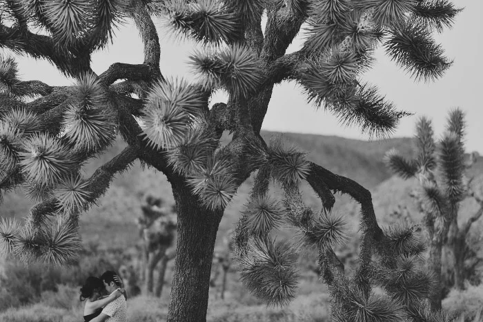 amandavanvels_joshuatree_28