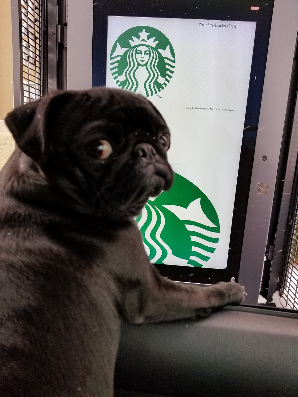 Bella loves going through the Starbucks drive thru for puppy cups