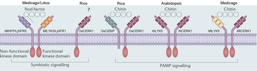 Figure 1 : The LysM receptors are responsible for the recognition of chitin and Nod factor in plants