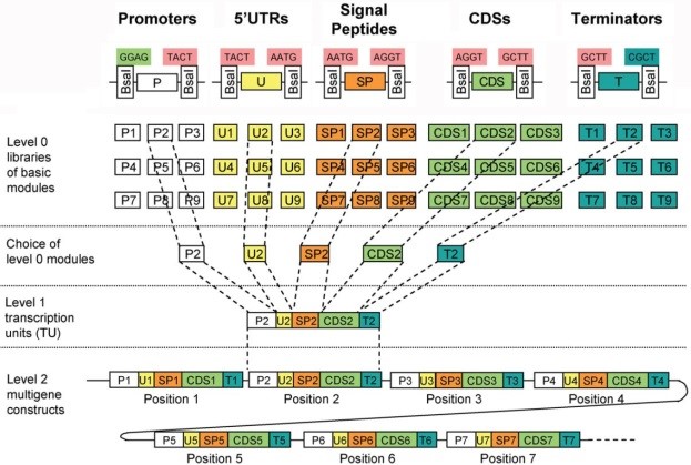 Figure 2 : General overview of Golden gate cloning system