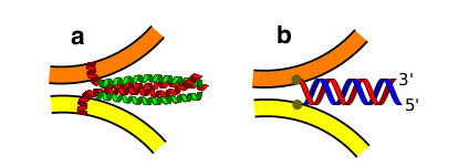 Figure 1. SNARE and DNA-mediated membrane fusion. a, Not-to-scale sketch of SNARE receptors binding and promoting membrane fusion. b, The same effect can be replicated using two complementary membrane anchored DNA oligonucleotides.