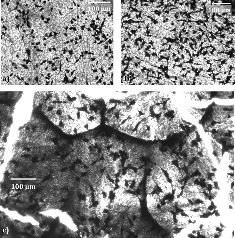 Figure 4: Fibrosarcoma cells on a) an empty template b) a template filled with PLLA nanowires andd c) PLLA nanowires after the template has been removed