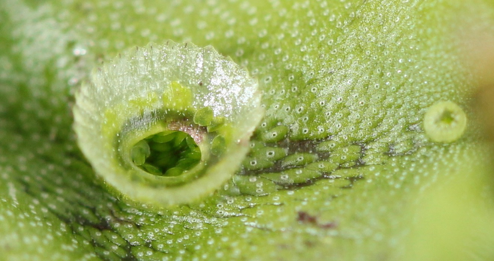 Engineering Marchantia polymorpha chloroplasts for the production of high-value specialized terpenes