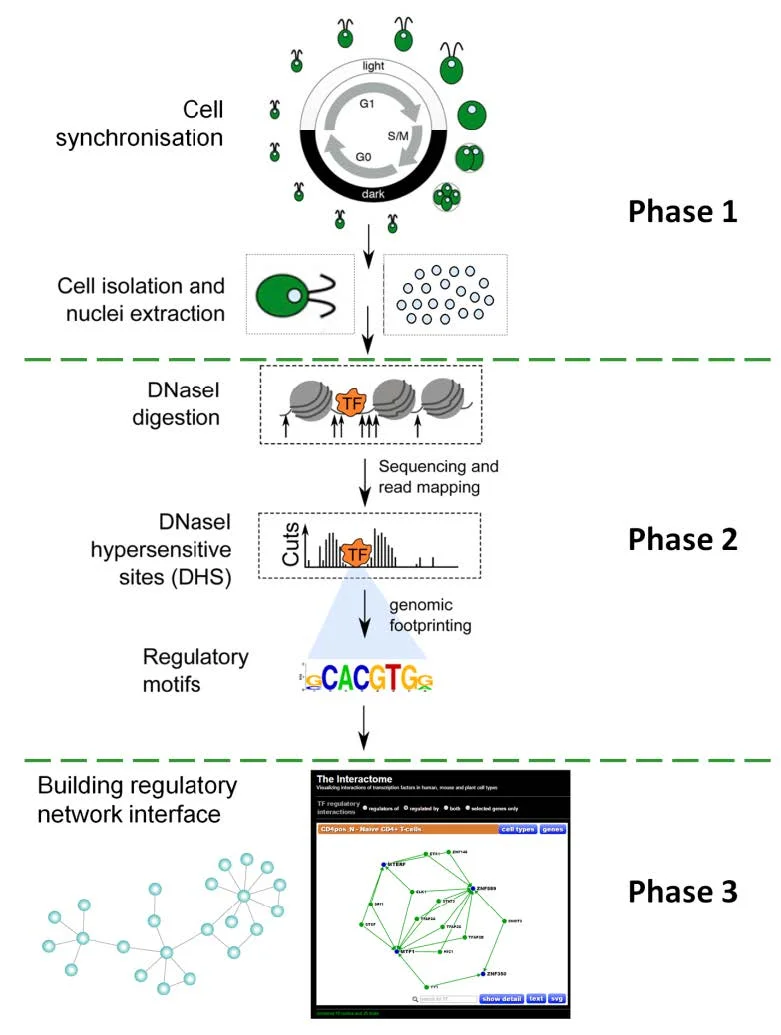 Figure 1: Overall framework of the project.