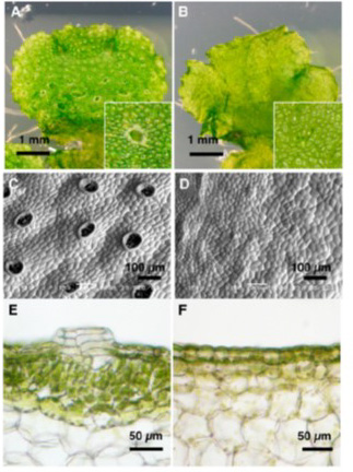 Figure 1. nop1 phenotype in M. polymorpha (Ishizaki et al 2013)