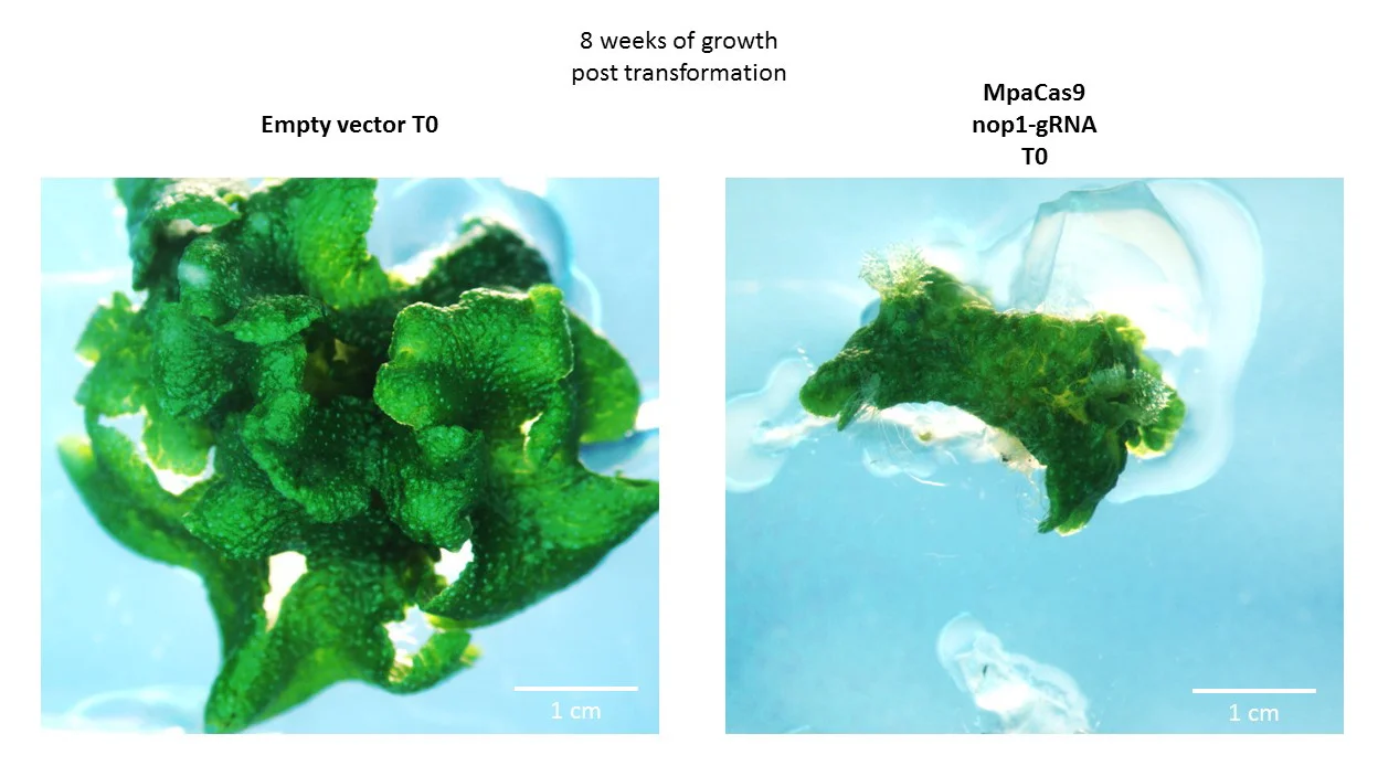 Figure 3. Transformants with empty vector (left) and NOP1 CRISPR constructs