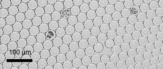 Figure 1: Marchantia polymorpha protoplasts encapsulated in microdroplets.