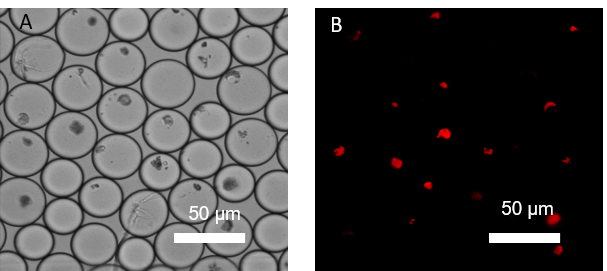 Figure 4: Sorted encapsulated protoplasts from Marchantia polymorpha visualized under A) light microscopy and B) fluorescent microscopy.