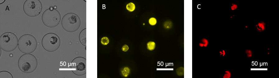 Figure 5: Marchantia polymorpha protoplasts sorted using a microfluidic device and visualised under A) light microscopy, and a fluorescent microscope using B) a YFP channel (491 nm) and C) a chlorophyll channel (630 nm).