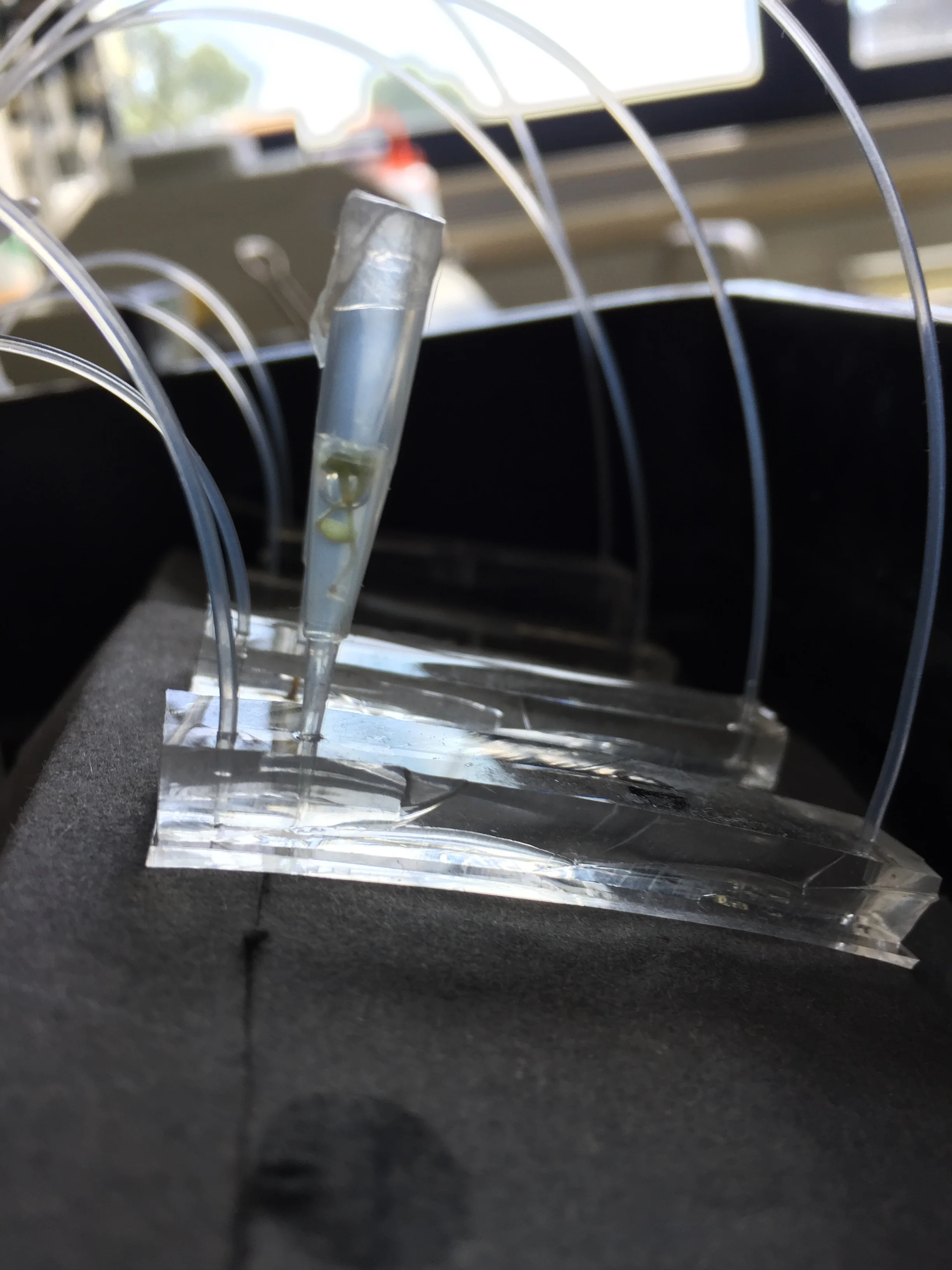 Development of a Low-Cost Micro-Environment Device for Root-Nutrient Interaction