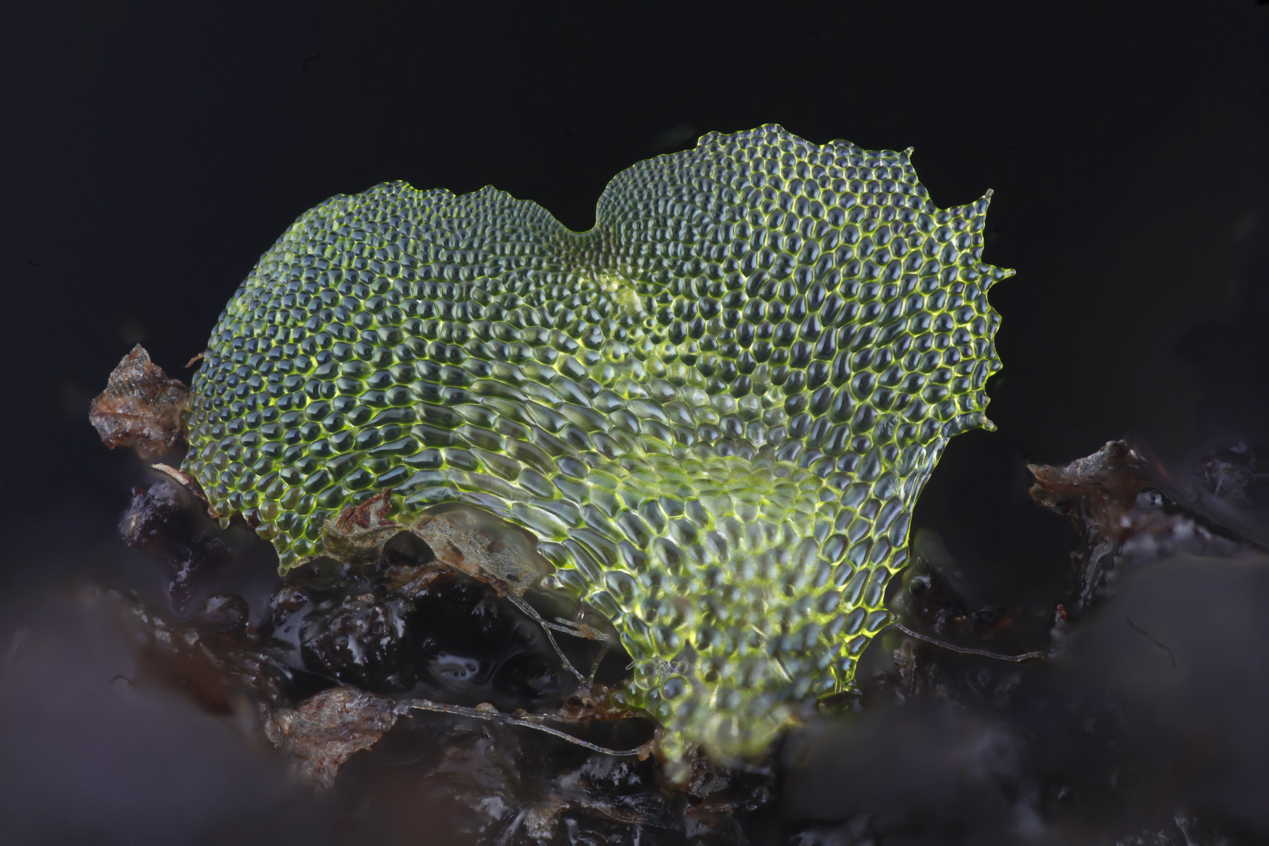 Macrophotography of fern gametophytes using a DIY focus stacking system