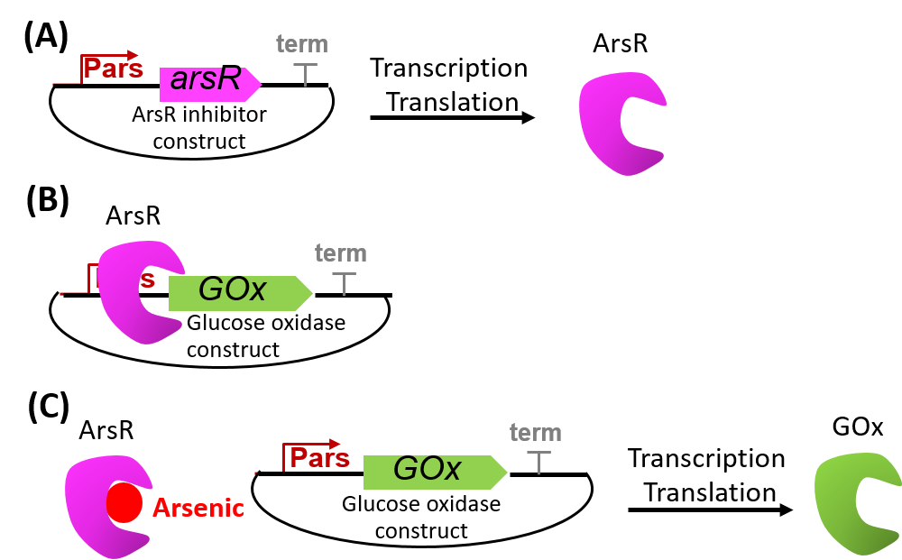 Figure 2. The interactions of the genetic constructs