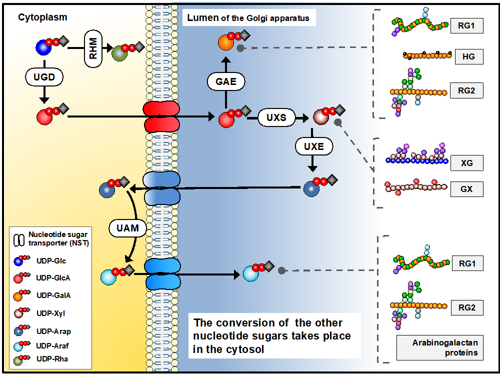 Figure 1. Biosynthesis of sugar nucleotides in plant cells. Sugar nucleotides are required for pectin (RG1, RG2, HG), xyloglucan (XG) and xylan synthesis. Figure presented after Temple et al., Glycobiology, 26 (9), 913–925.