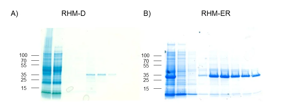 Figure 2. Expression and purification of domains RHM-D (A) and RHM-ED (B). Good degree of expression and purification was obtained for both proteins.