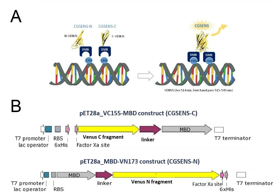 Figure 1. Schematic representation of the biosensor CGSENS. 1.A- Recognition of methylated cytosines in CG context by both CGSENS-C and CGSENS-N. When methylated CG are in close proximity, CGSENS-C and CGSENS-N will be close enough for the VENUS domains to interact and reassemble a functional protein CGSENS, that will emit fluorescence when excited at the adequate wavelength. 1.B- Schematic representation of the transcriptional units cloned in expression plasmid pET28a to obtain (upper panel) plasmid pET28a_VC155-MBD coding for CGSENS-C and (bottom panel) plasmid pET28a_VN173-MBD coding for CGSENS-N.