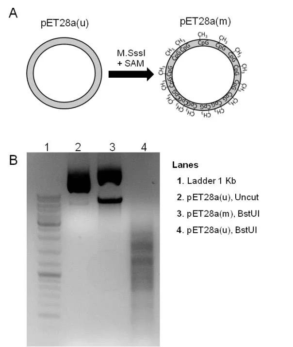 Figure 3. DNA target preparation: In vitro methylation of plasmid DNA. 3.A- Natively-methylated plasmid pET28a(u) was treated with M.SssI a CpG methyltransferase and S-adenosylmethionine (SAM) to yield a fully methylated plasmid, pET28a(m). 3.B- 1μg pET28a(u) and 1μg pET28a(m) were digested with BstUI endonuclease, which cleaves the symmetric 5'-CGCG-3’ site only in the absence of methylation. BstUI fully degrades unmodified pET(u), while the fully methylated pET(m) is not digested.