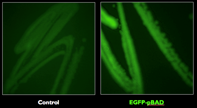 Figure 3. E. coli strains expressing the EGFP-pBAD was confirmed to fluoresce with the expected excitation and emission maxima at 488 nm and 507 nm, respectively.