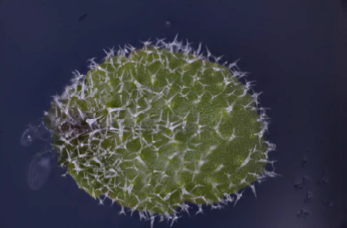 Arabidopsis trichomes (dis3‐4 mutant)