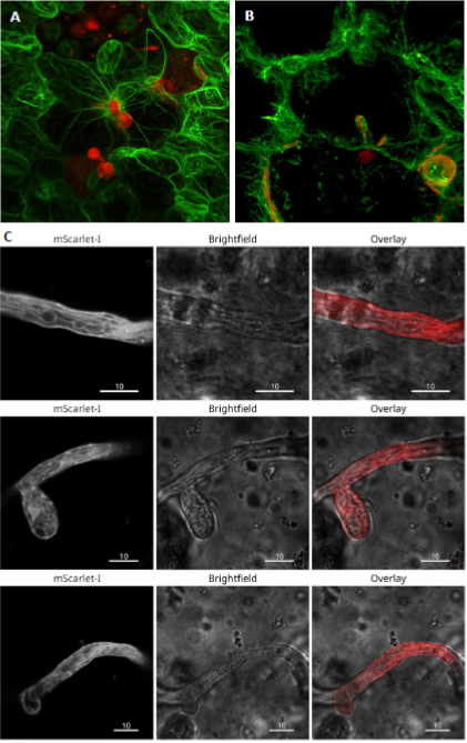 Figure 1. Dynamic rearrangement of actin filaments (GFP) at the epidermal infection sites with Phytophthora palmivora (RFP) (A) and around intracellular haustoria of P. palmivora (B). Actin labelling in P. palmivora expressing Lifeact:mScarlet-I (C).