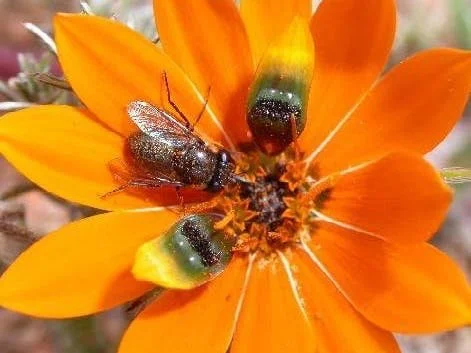 Variable-Time Camera for Monitoring Plant Pollination Events