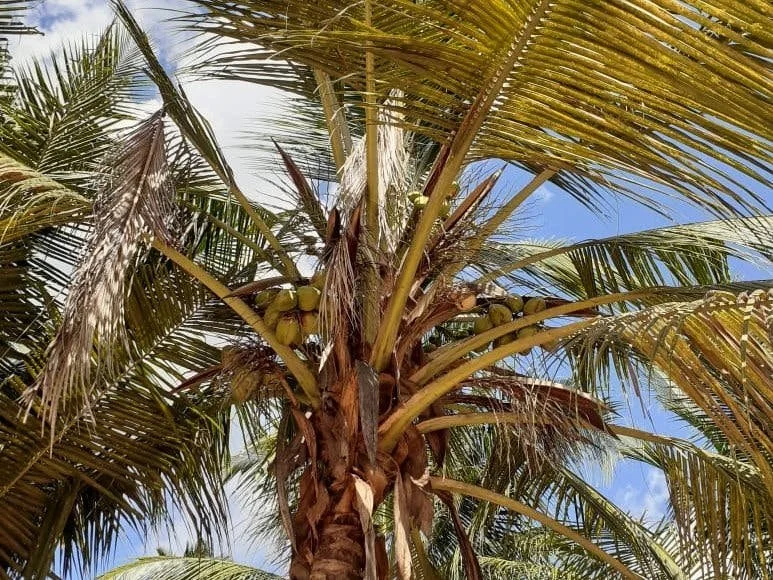 Establish a joint UK-Kenya Phytoplasma research initiative